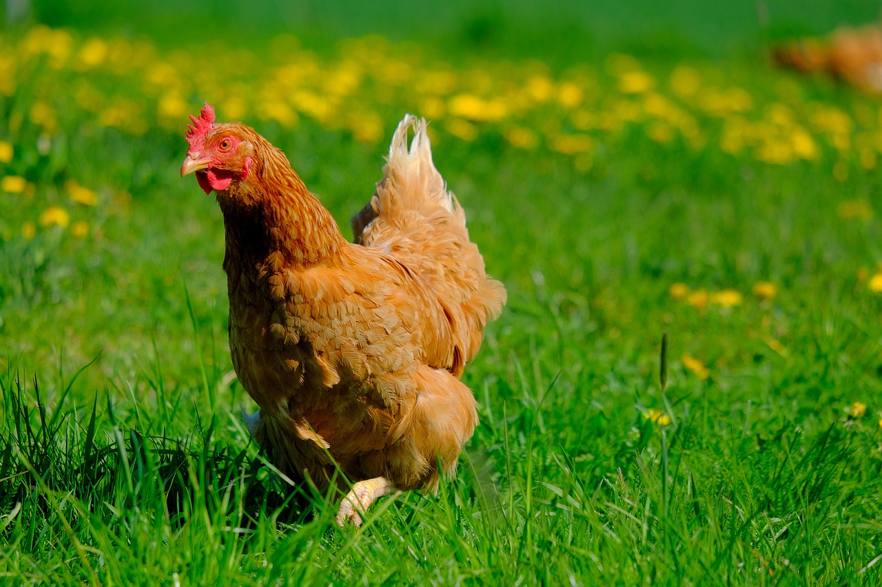 Sécurité animale – Abaissement du niveau de risque Influenza aviaire d’ « élevé » à « modéré »